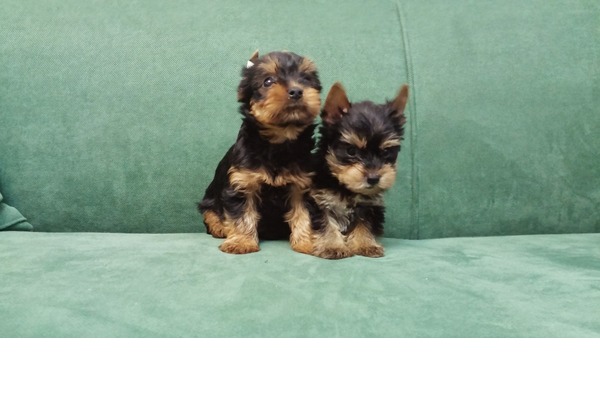 Koşuyolu Mah. köpek ilanları