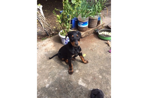 Doberman Erkek Gazipaşa Mah.