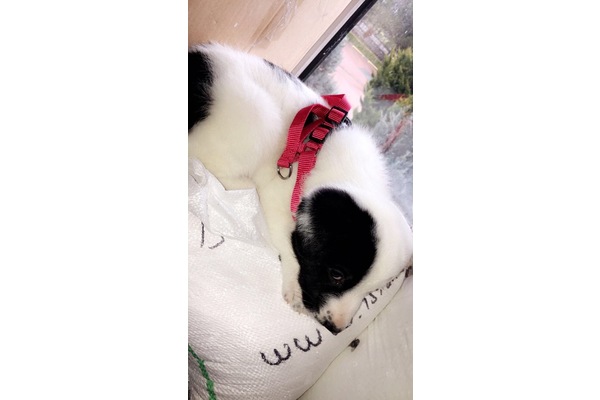 Diğer köpek ırkı köpek Büyükçekmece