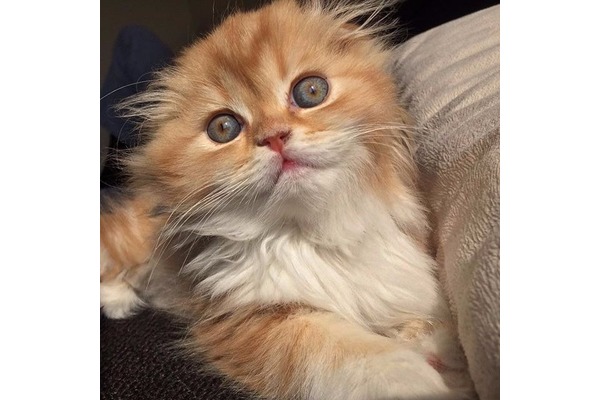 British shorthair 1 TL Merkezefendi Mah.