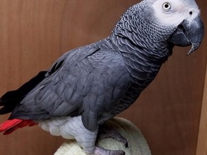  Afrika gri papağanı / jako papağanı Marmara