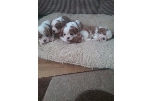 Burunucu Köyü Cavalier king Charles ilanları