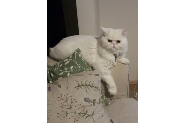 Yayalar Mah. kedi fiyatları