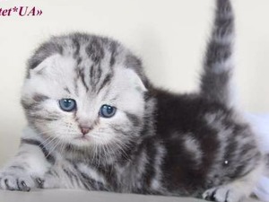  Osmanköseli Köyü kedi fiyatları