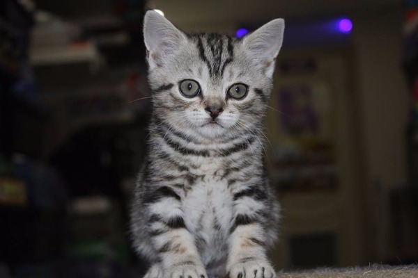British shorthair Sahibinden Rasimpaşa Mah.