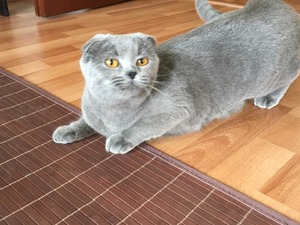 Scottish fold Dişi Bahçelıevler Mah.