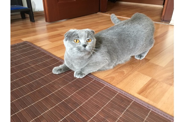 Scottish fold Dişi Bahçelıevler Mah.