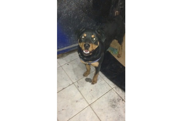 Çeliktepe Mah. köpek fiyatları