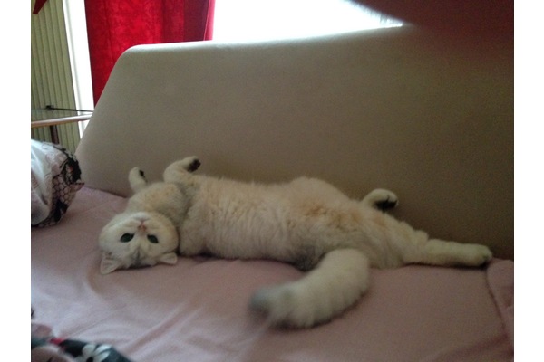 1 kedi Eryaman Mah.