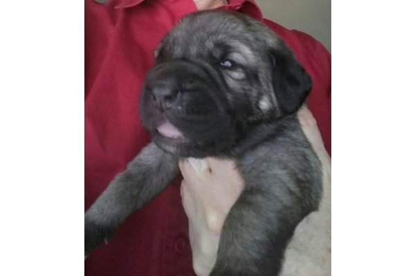 Kangal Özel üretim