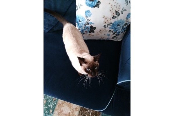 kedi Siyam fiyatları