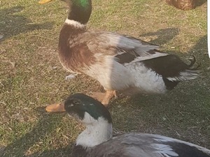 yeşil baş ördek Akyar Köyü hayvanlar ilanları