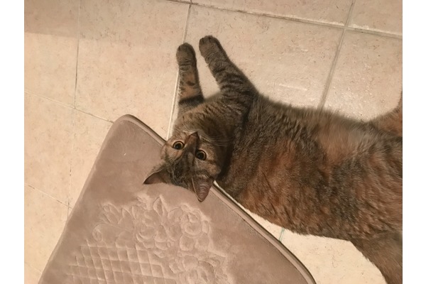 Acıbadem Mah. kedi fiyatları