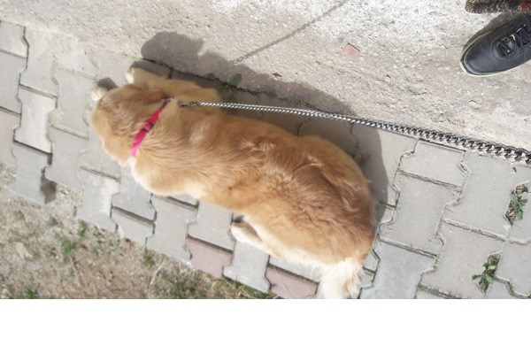 Golden retriever Daha önce hayvan bakanlara