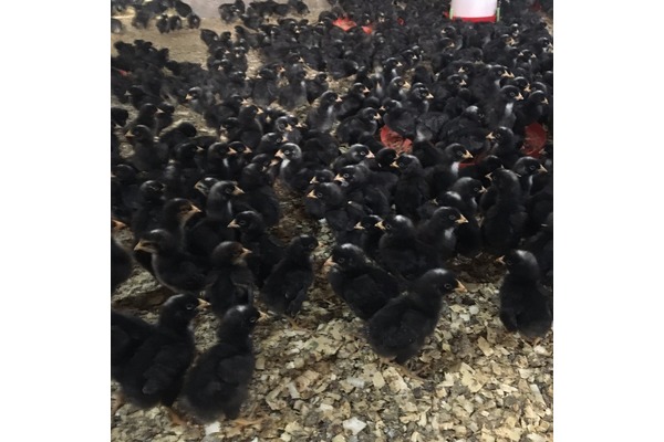 Erdemkent Mah. hayvanlar fiyatları