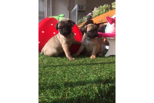 Çengelköy Mah. köpek ilanı ver