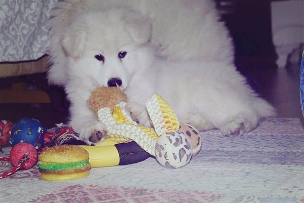 Çengelköy Mah. köpek ilanı