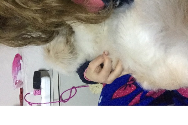 Pekinez köpek Bayraklı