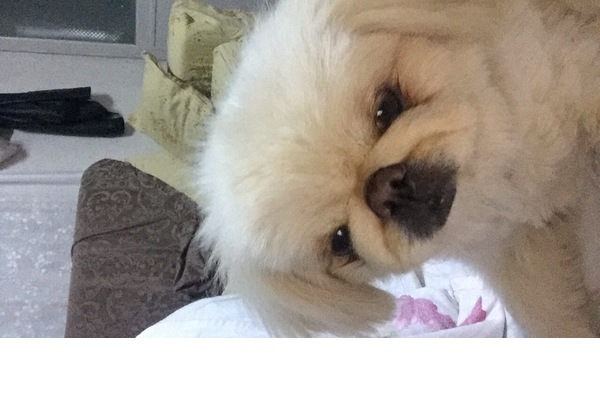köpek ilanlari Muhittin Erener Mah.