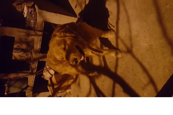 Erkek köpek Camikebir Mah.