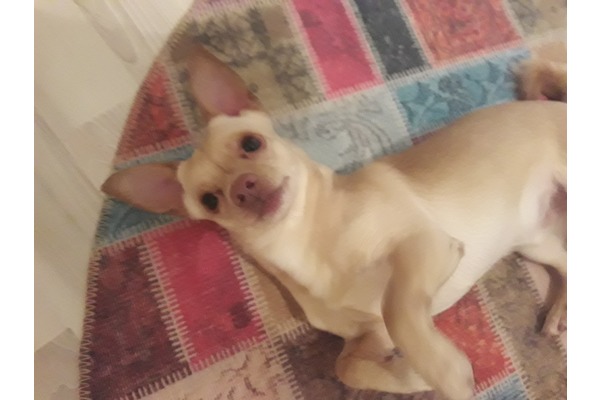 Pinscher Sahibinden Uydukent