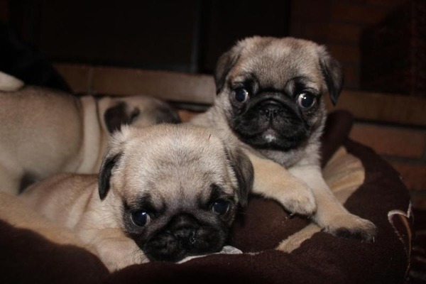 Pug Aşağı Mah.
