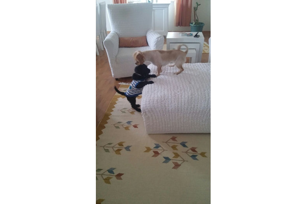 Erkek köpek Kartaltepe Mah.