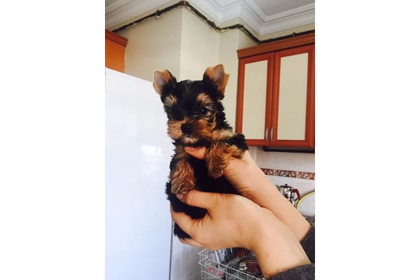 Suadiye Mah. Yorkshire terrier ilanları