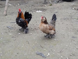 ispenç tavuk Yıldıztepe Mah. hayvanlar fiyatları