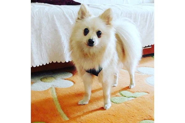 Pomeranian Daha önce hayvan bakanlara