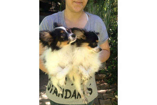 Papillon köpek Nilüfer