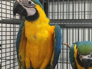  Sarı mavi ara papağanı 6-12 Aylık Meşeli Köyü