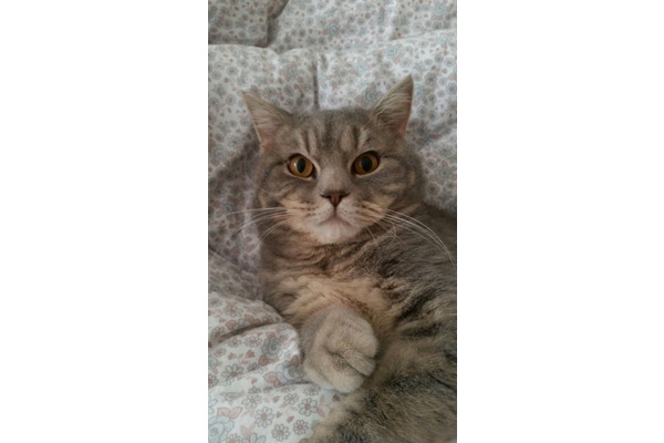 British shorthair 1