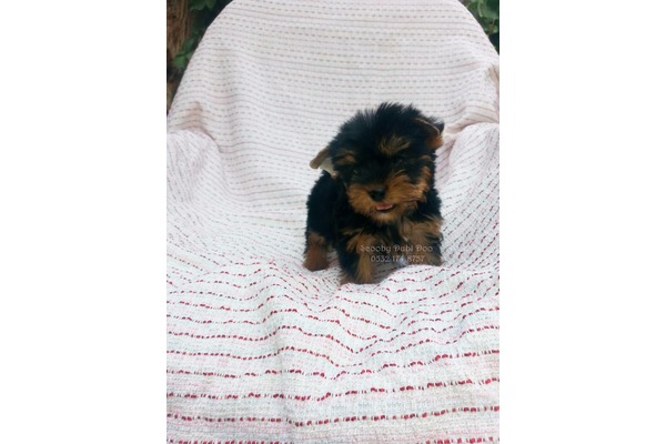 Yorkshire terrier köpek Osmangazi