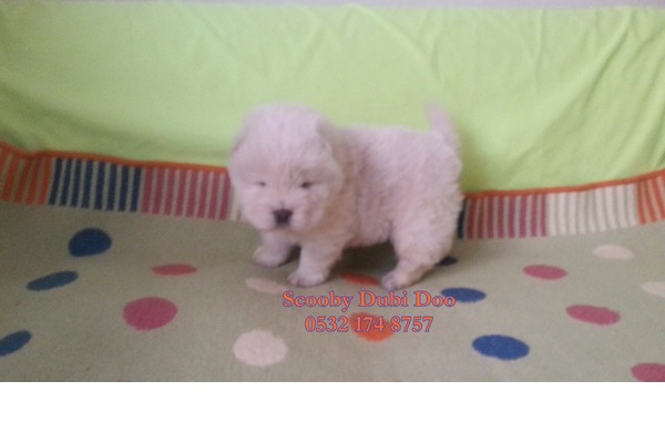 Chow Chow Dişi ve Erkek köpek