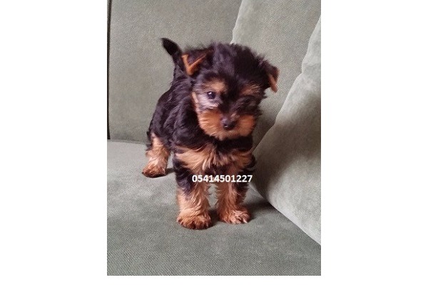 Yorkshire terrier köpek Nilüfer