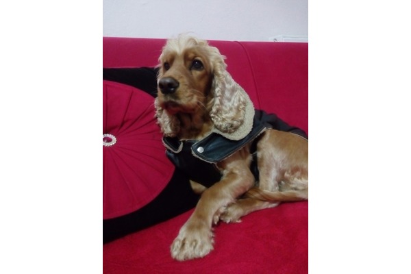 Aktepe Mah. köpek ilanı