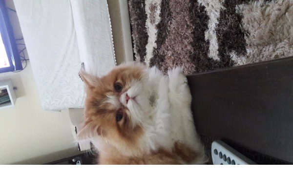 Yenibağlar Mah. kedi ilanı