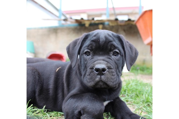 köpek Cane corsa fiyatları