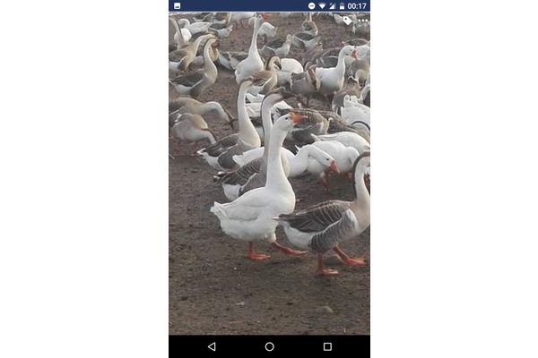 Üçkuyu Mah. hayvanlar fiyatları