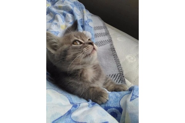 British shorthair Sakarya Mah.