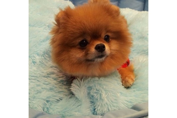 Adnan Kahveci Mah. köpek ilanı