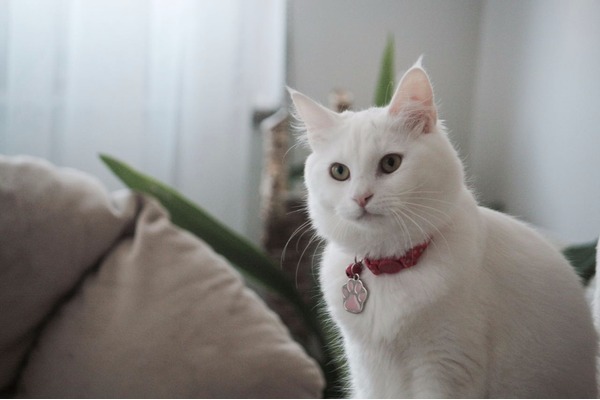 kedi Ankara fiyatları