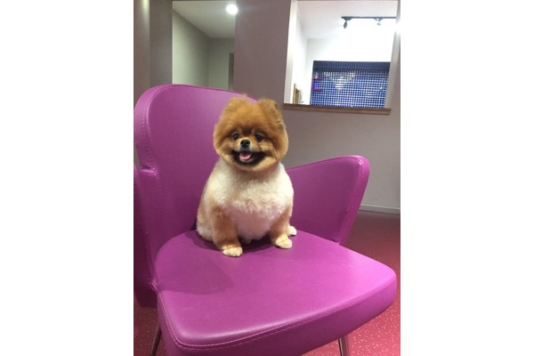 Pomeranian yaş 1