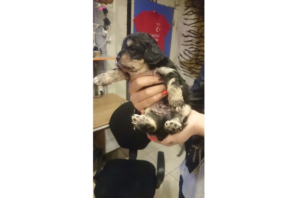 Erenköy Mah. köpek fiyatları