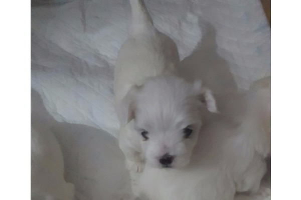 Aşılı Maltese terrier