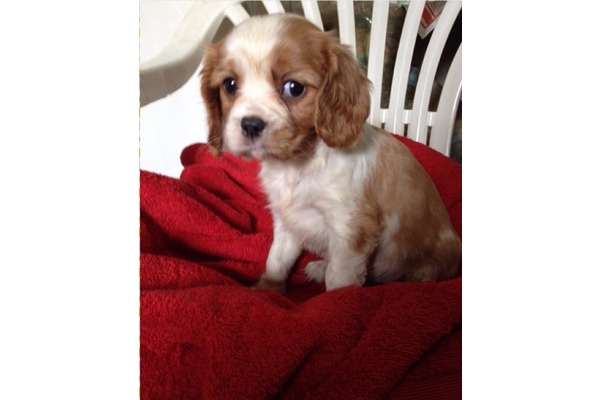 Cavalier king Charles Sahibinden 1 TL