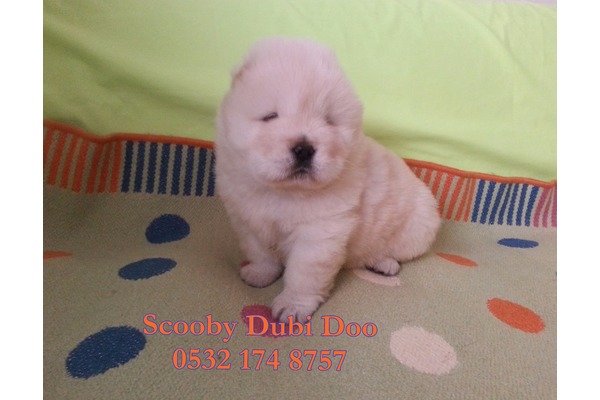 Chow Chow Sahibinden 1 TL