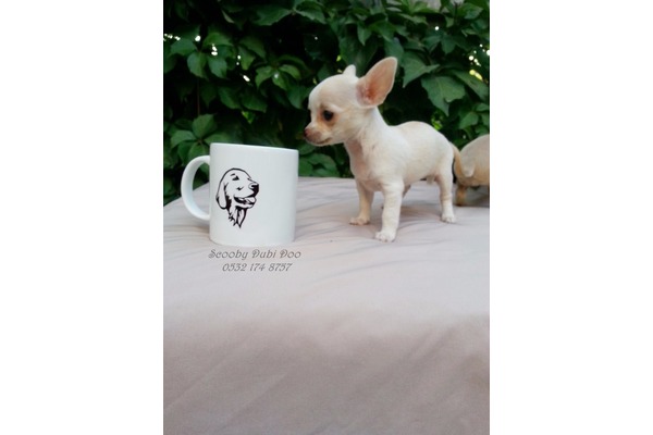 Chihuahua Sahibinden Çırpan Mah.