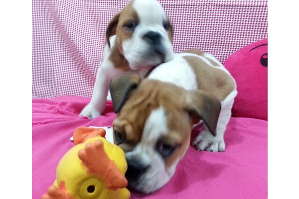 Çırpan Mah. köpek ilanı ver